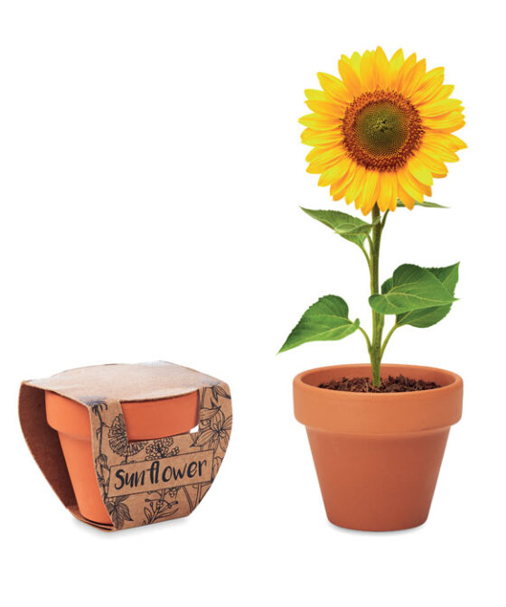 SUNFLOWER Terrakotta ültető, napraforgó
