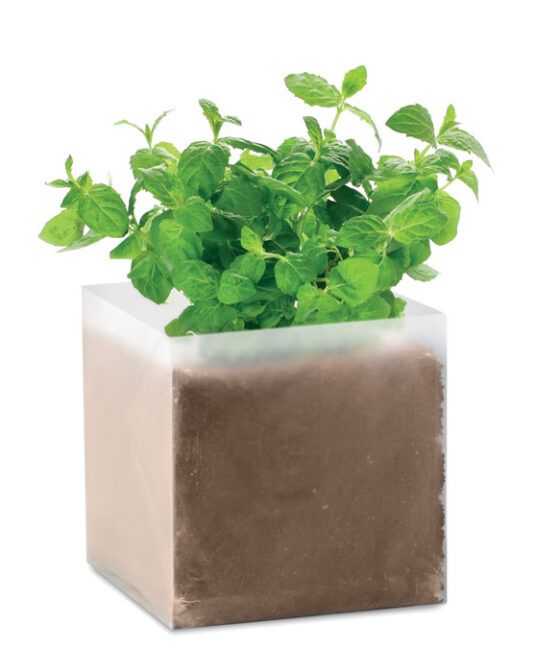 MINT Menta ültetőszett
