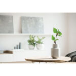 SAVAGE A5 nyírfa GROWBOOK™ - Image 18